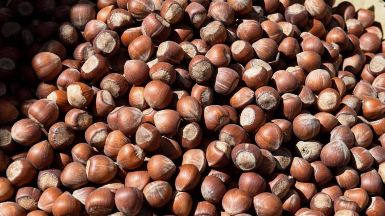 Fındıkta kayıp yüzde 100’ü buluyor