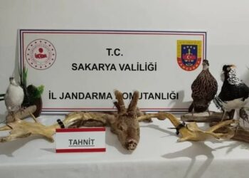 Sakarya’da kaçakçılık operasyonu: 98 hayvana el kondu