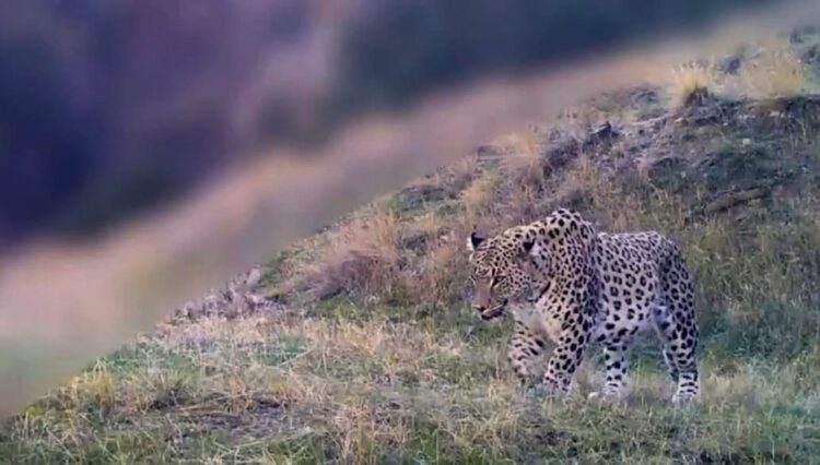 Anadolu Parsı fotokapan ile görüntülendi