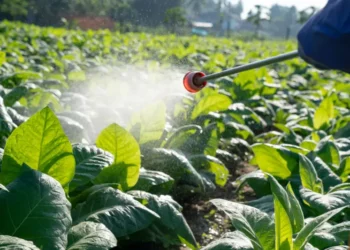 İstanbul’daki gıdalarda yüksek pestisit çıkması ne anlama geliyor?