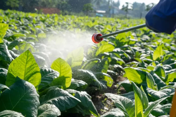 İstanbul’daki gıdalarda yüksek pestisit çıkması ne anlama geliyor?