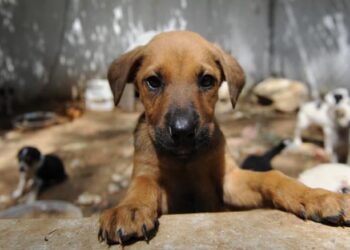 AYM’den sokak hayvanları düzenlemesine onay