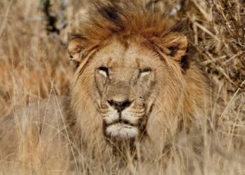 Ünlü iş insanını aslanlar yedi