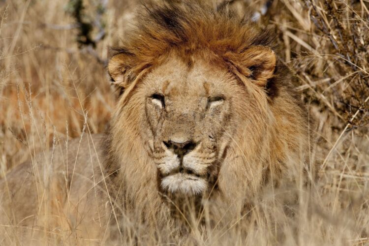 Ünlü iş insanını aslanlar yedi