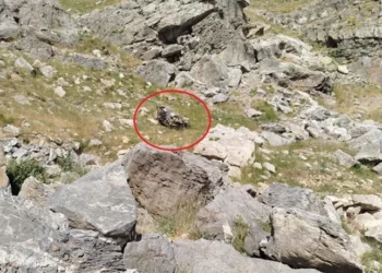 Bilirkişi ekibini taşıyan araç şarampole yuvarlandı: 5 kişi öldü