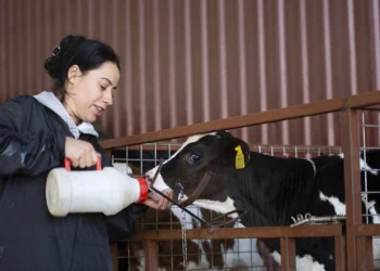 Dev şirketler sütü bedava toplamış