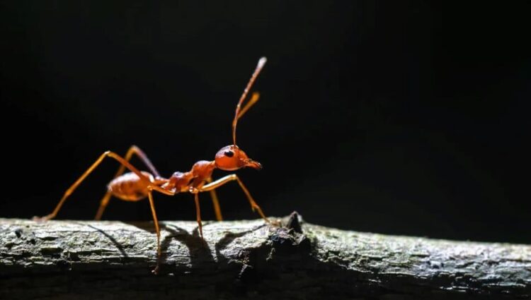İstilacı karıncalar Avrupa’da yayılıyor