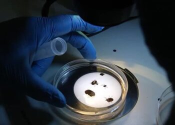 İstanbul’da kene istilası