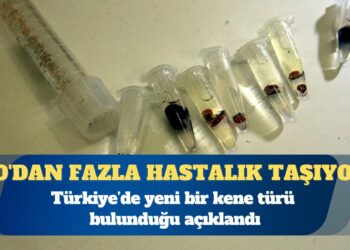 Türkiye’de yeni bulunan kene türü 30’dan fazla hastalık taşıyor