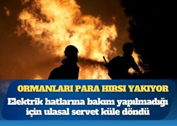 Ormanları para hırsı yakıyor: Elektrik hatlarına bakım yapılmadığı için ulusal servet küle döndü