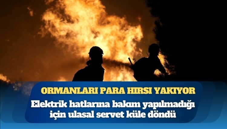 Ormanları para hırsı yakıyor: Elektrik hatlarına bakım yapılmadığı için ulusal servet küle döndü