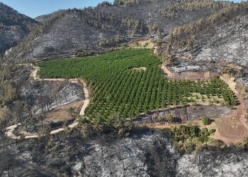 Yangında gizli kahraman: Bahçesini nasıl korudu?