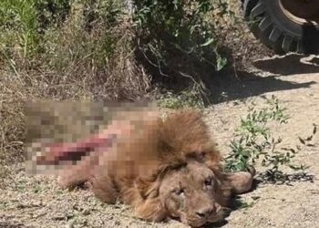 Manavgat’ta büyük panik: Kafesten kaçan aslan bir kişiyi ağır yaraladı