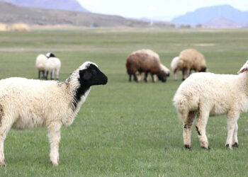 Almanya’da koyunlara ekmek verildi: 21 hayvan telef oldu, soruşturma başlatıldı