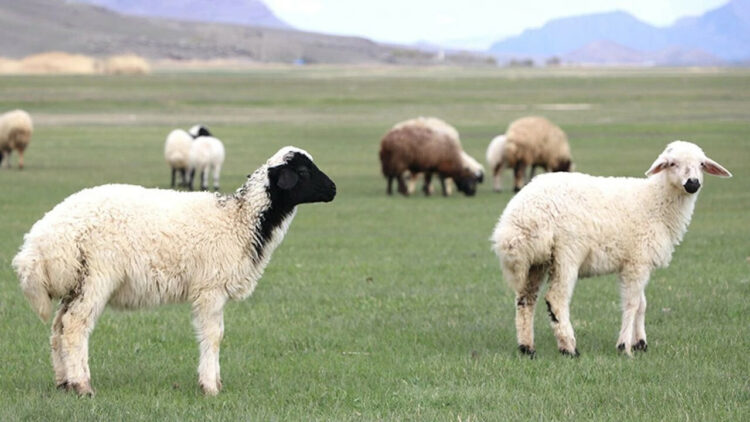 Almanya’da koyunlara ekmek verildi: 21 hayvan telef oldu, soruşturma başlatıldı
