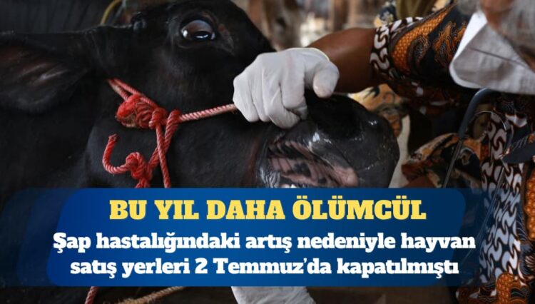 TZOB başkanı: Bu yıl görülen şap virüsü daha ölümcül