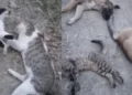 Kedi, köpek, tilki: Yüksekova’da ne kadar hayvan varsa öldürdüler