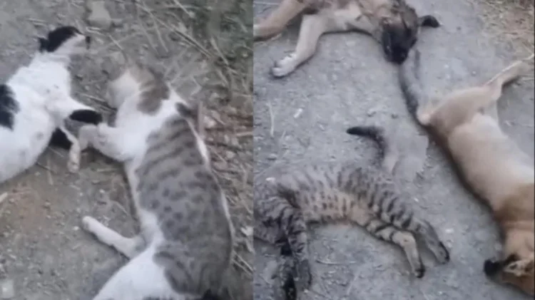 Kedi, köpek, tilki: Yüksekova’da ne kadar hayvan varsa öldürdüler