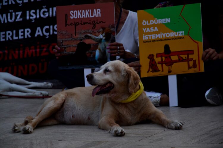 İstanbul Valiliği sokak köpeklerini hedef aldı: “İvedilikle toplanmalı”