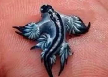 ‘Mavi ejderha’ alarmı: Nadir görülüyor, çok zehirli; plajlar kapatıldı