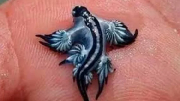 ‘Mavi ejderha’ alarmı: Nadir görülüyor, çok zehirli; plajlar kapatıldı