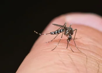 ECDC: Sivrisinek kaynaklı hastalıklar Avrupa’da rekor seviyeye ulaştı
