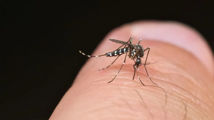 ECDC: Sivrisinek kaynaklı hastalıklar Avrupa’da rekor seviyeye ulaştı