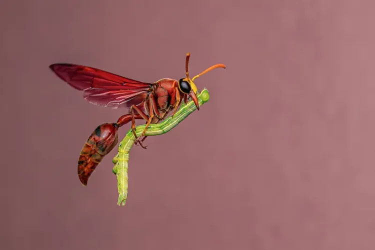 Yaban hayatının en iyi fotoğrafları