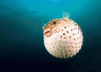 Balon balığı avcılığı: Destekleme tutarı artırıldı