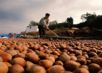 Türkiye’deki fındık kaybı Almanya’da fiyatları yükseltecek