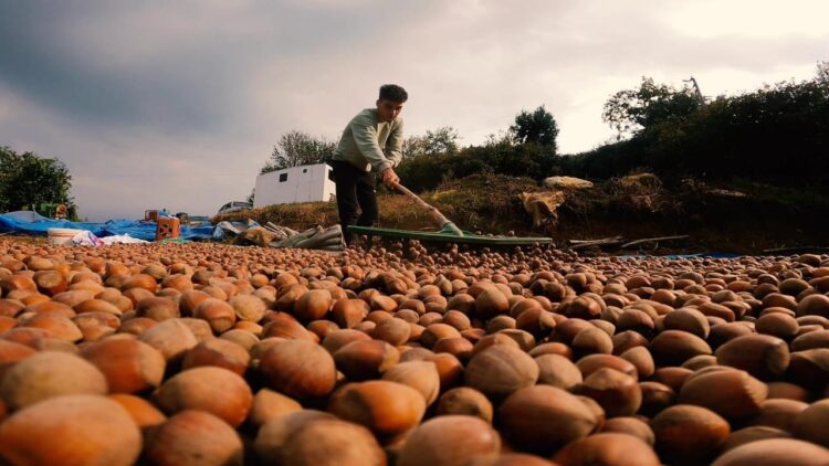 Türkiye’deki fındık kaybı Almanya’da fiyatları yükseltecek