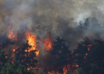 Çanakkale’nin Gelibolu ilçesinde orman yangını çıktı