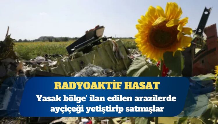 Çernobil felaketinin ardından radyoaktif arazilerde yasa dışı şekilde ayçiçeği yetiştirip satmışlar