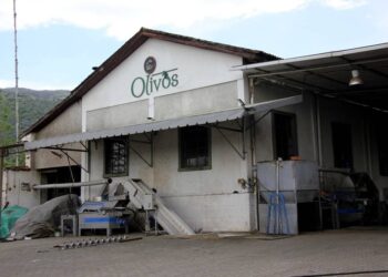 Ödüllü zeytinyağı devi Olivos konkordato talebinde bulundu