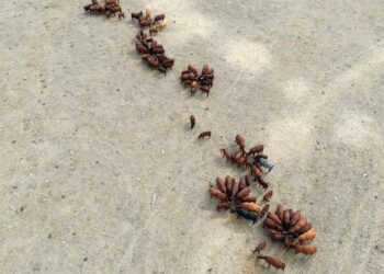 Dünya’nın sağlığı neden alarm veriyor?