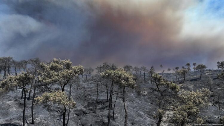Yedi soruda yanan ormanlık alanlara ne oluyor?
