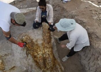 Kayseri’de 7,7 milyon yıllık üç fil kafatası bulundu