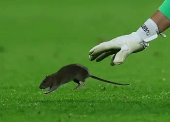 Dünyaca ünlü kaleci, topu bıraktı fareyi yakalamaya çalıştı