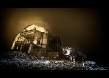 Yılın Yaban Hayatı Fotoğrafçısı yarışmasının kazananları açıklandı