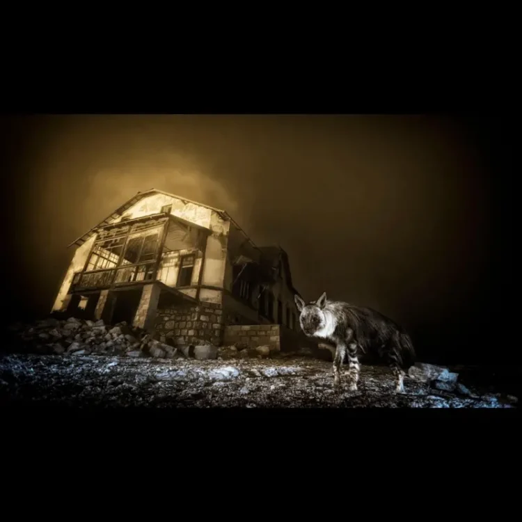 Yılın Yaban Hayatı Fotoğrafçısı yarışmasının kazananları açıklandı