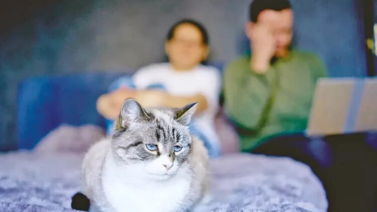 Kediye nafaka kararı: Emsal bir protokol