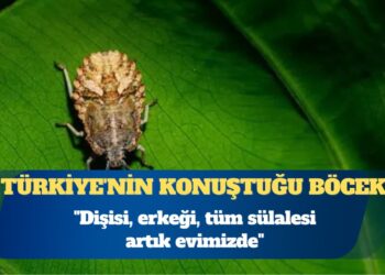 Türkiye’nin konuştuğu kahverengi kokarca böceği: Dişisi, erkeği, tüm sülalesi artık evimizde