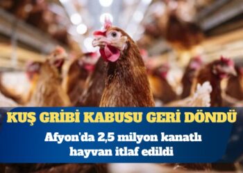 Kuş gribi kabusu geri döndü: Afyon’da 2,5 milyon kanatlı hayvan itlaf edildi