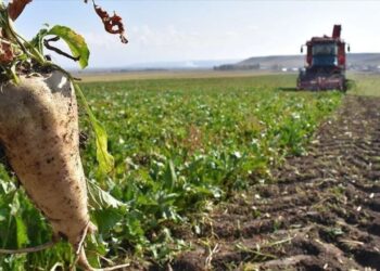 Şeker pancarı alım fiyatı belli oldu