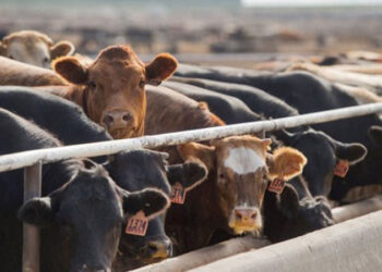 Türkiye hayvan ithalatında dünya ikincisi, ette yeni zamlar kapıda