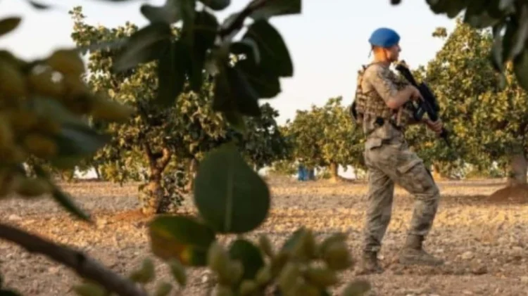 3 kilosuna daire satın alınıyor: Askerler tarlanın başında gece gündüz nöbete başladı