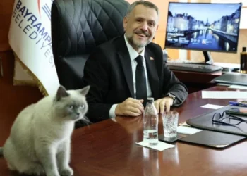 Bayrampaşa’nın CHP’li meclis üyesi: Belediyemizin kedisi Bulut’a da kayyım atandı