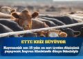 Türkiye hayvan ithalatında dünya ikincisi, ette yeni zamlar kapıda