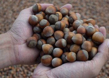 Nutella’nın üreticisi, Türkiye’den fındık alımını durdurdu