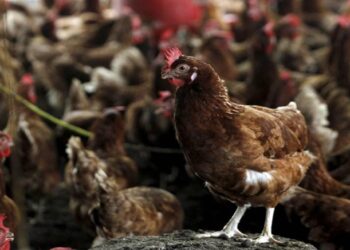 Aydın kuş gribi nedeniyle teyakkuzda